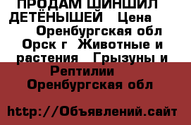 ПРОДАМ ШИНШИЛ   ДЕТЁНЫШЕЙ › Цена ­ 1 500 - Оренбургская обл., Орск г. Животные и растения » Грызуны и Рептилии   . Оренбургская обл.